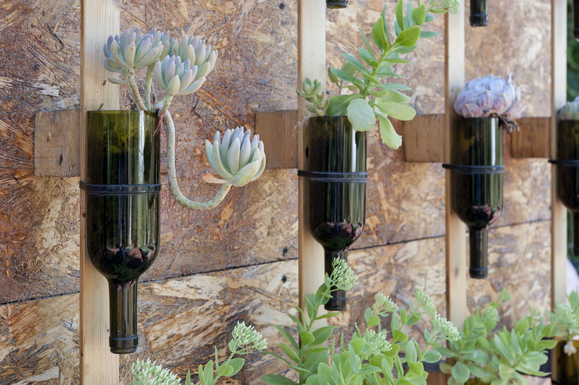 Wine bottles reused as flower pot