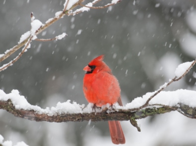 Winter Is For The Birds! featured image