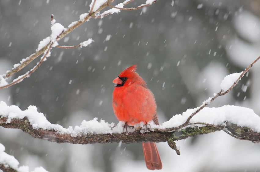 Northern cardinal - Birds