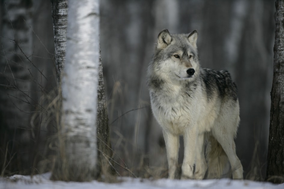 The Winter Wolf: A Weather Folklore - Farmers' Almanac - Plan Your Day.  Grow Your Life.