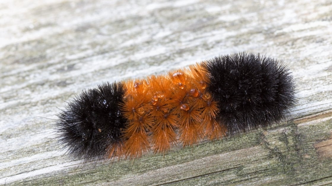 Woolly bear caterpillar.