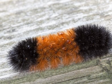 Woolly bear caterpillar.