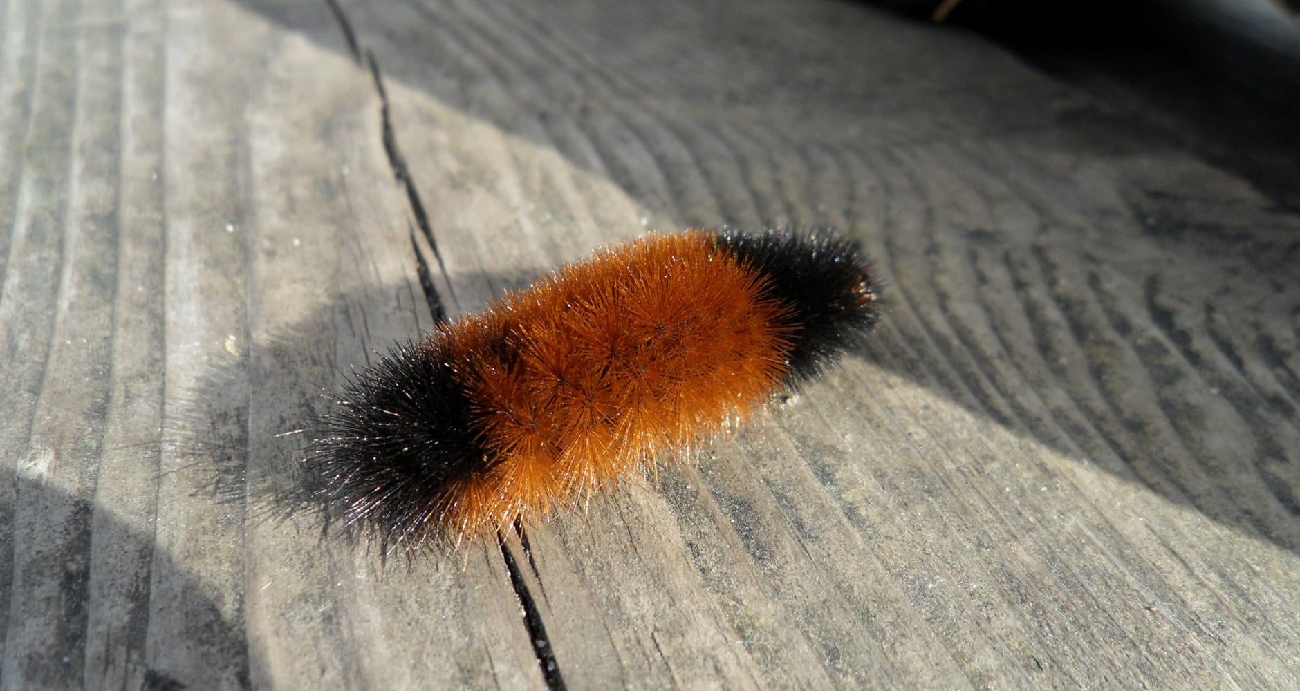 How Did A Fuzzy Caterpillar Become A Weather Forecaster Farmers Almanac