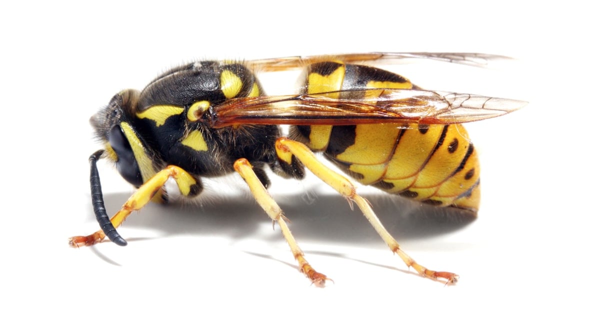 Bees - Wasp