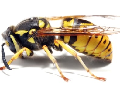 The Buzz on Bees, Wasps, and Yellowjackets featured image