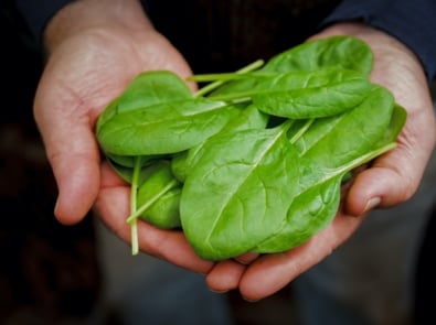 5 Health Benefits Of Spinach You Never Knew featured image
