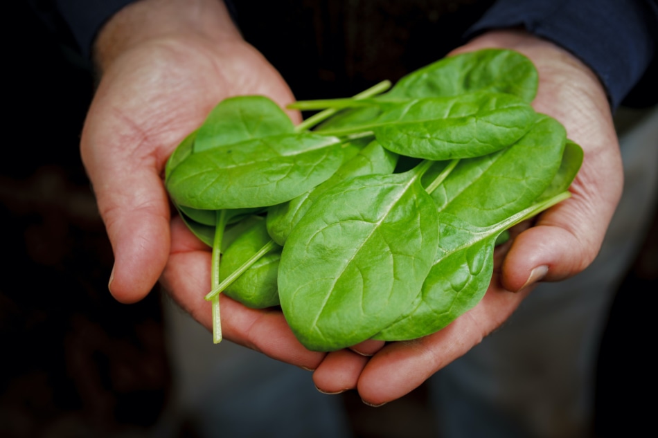 Spinach - Spinach salad