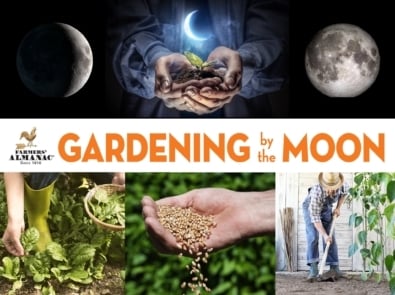 Gardening by the Moon | Planting Calendar featured image