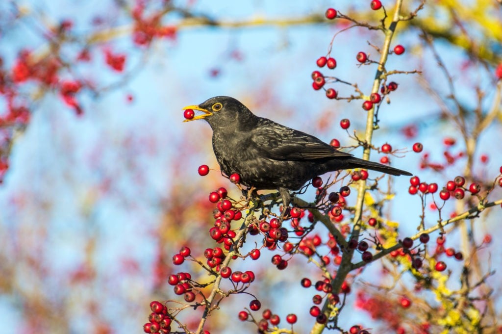 four calling birds