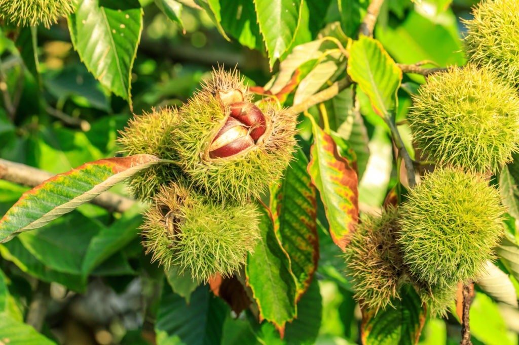 Easy Steps To Roast Chestnuts At Home No Open Fire Needed Farmers