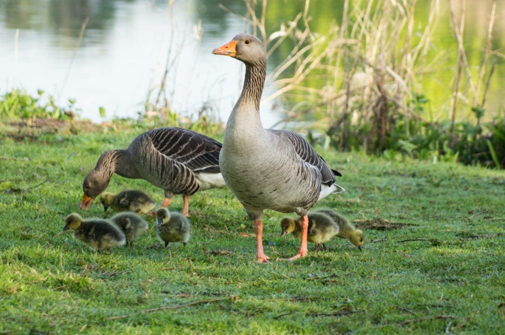 six geese a laying 