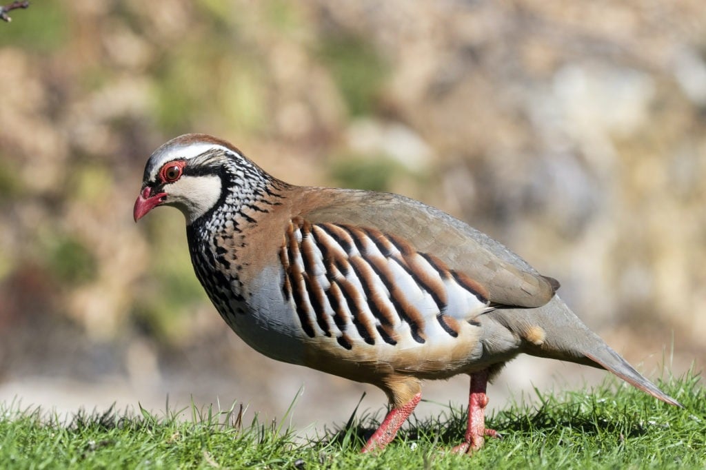 Partridge in a pear tree