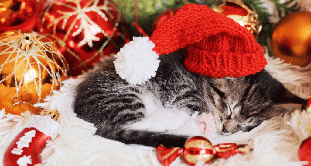 Christmas kitten 