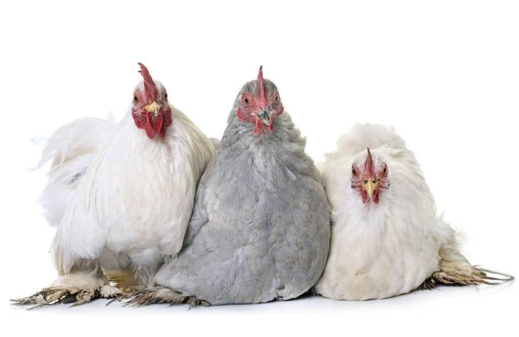 Three French hens