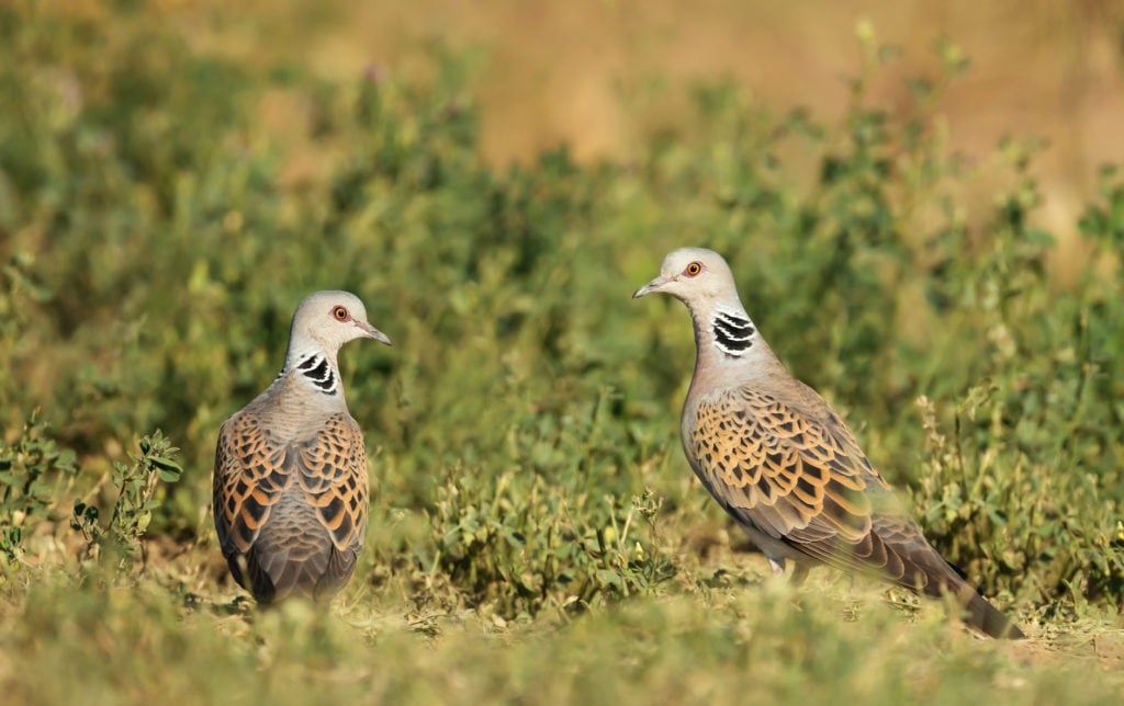 two turtle doves