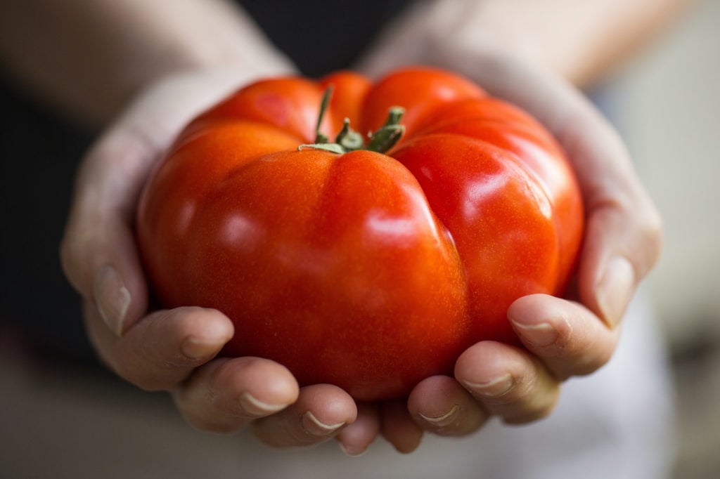 Hands holding a large, fresh tomato