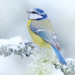 Bird Blue Tit in forest, snowflakes and nice lichen branch. Wildlife scene from nature. Detail portrait of beautiful bird, France, Europe. First snow in nature. Snow winter with cute songbird.