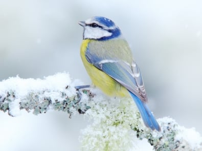 Easy Ways to Provide Shelter for Winter Birds and Wildlife featured image