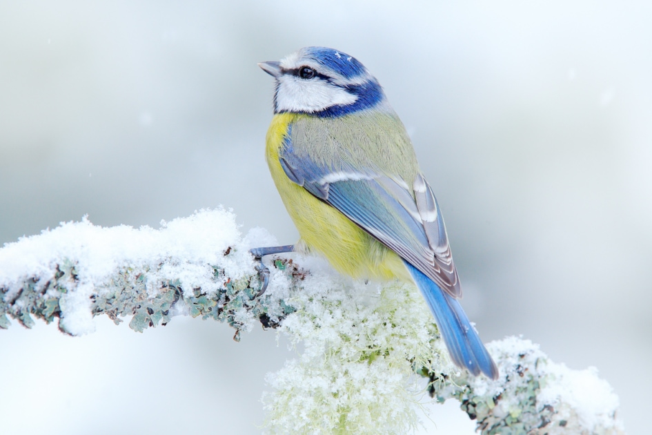 Bird Blue Tit in forest, snowflakes and nice lichen branch. Wildlife scene from nature. Detail portrait of beautiful bird, France, Europe. First snow in nature. Snow winter with cute songbird.