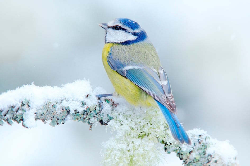 Bird Blue Tit in forest, snowflakes and nice lichen branch. Wildlife scene from nature. Detail portrait of beautiful bird, France, Europe. First snow in nature. Snow winter with cute songbird.