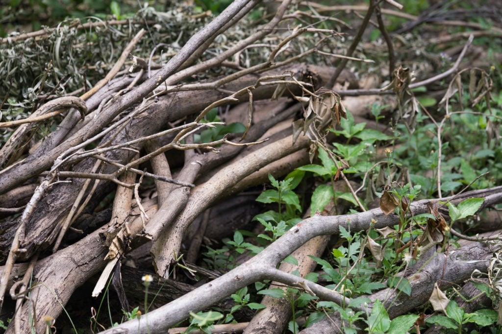 a pile of brush in the woods