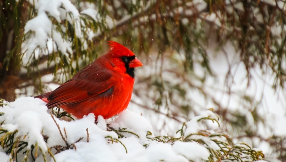 Birds - Northern cardinal