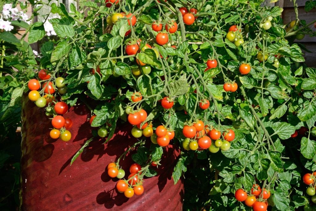 Cherry Tomatoes - Vegetable