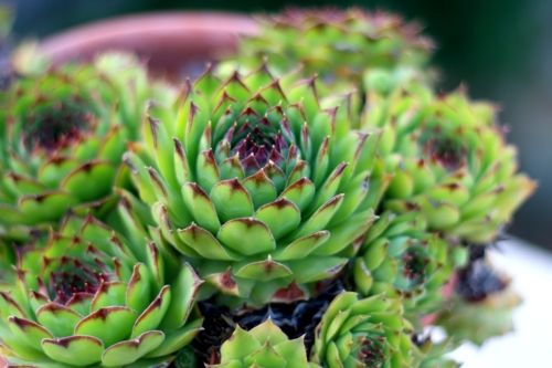 Common houseleek - Succulent plant