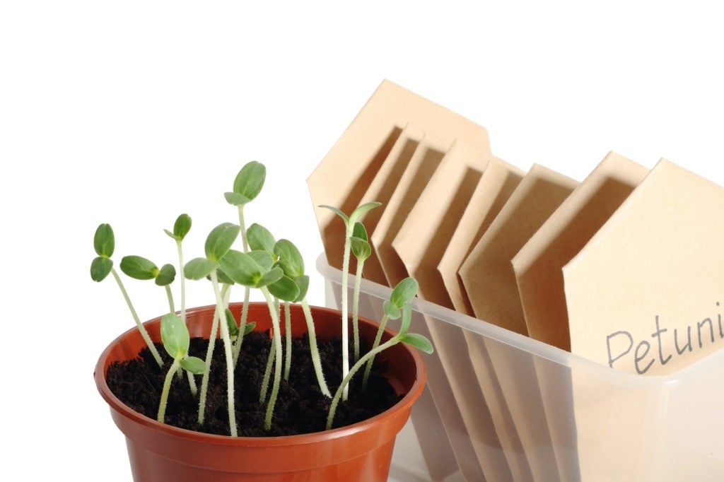 Seedlings in pot and seed packets, close up, isolated on white background