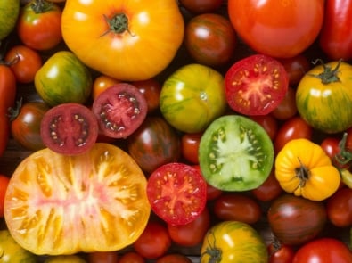 Tomato Plant Problems – How To Fix Them – 10 Ways featured image