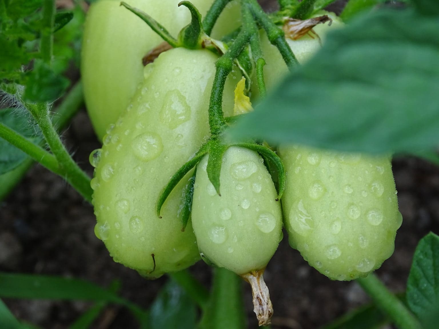 4 Easy Ways To Ripen Green Tomatoes Indoors Farmers' Almanac