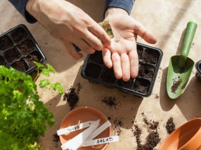 Are Your Garden Seeds Still Good? Here’s How To Tell featured image