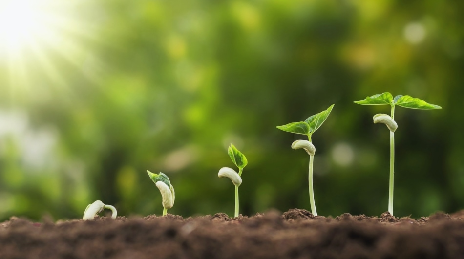 Spring sunshine causes seedlings to grow in gardens.