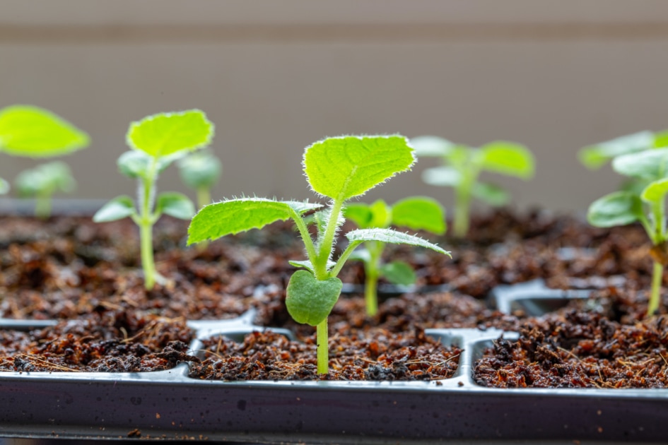 seedlings growing in flats