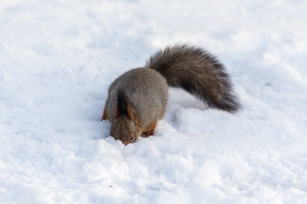 In Honor of Squirrel Appreciation Day Farmers' Almanac Plan Your