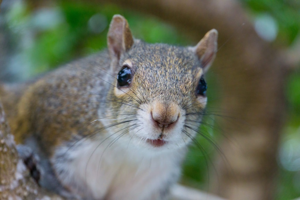 squirrel face looking at camera closeup