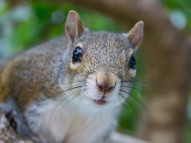 Squirrels - Chipmunks