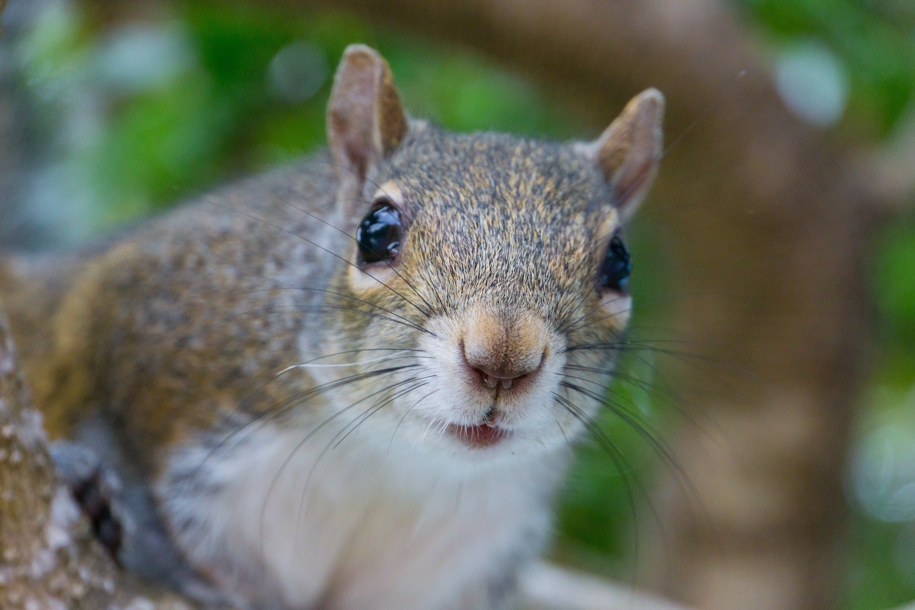 Squirrel Day 2024 Olympics 2024 Tobe Adriena