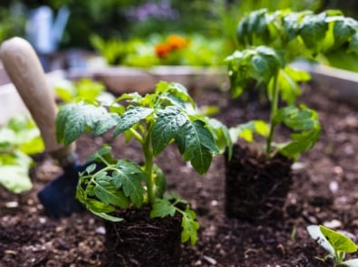 7 Genius Ways To Recycle Toilet Paper Tubes - Farmers' Almanac - Plan Your  Day. Grow Your Life.