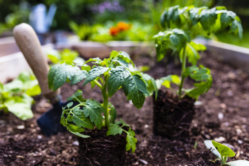 Tomato plants getting ready to be transplanted into the garden.