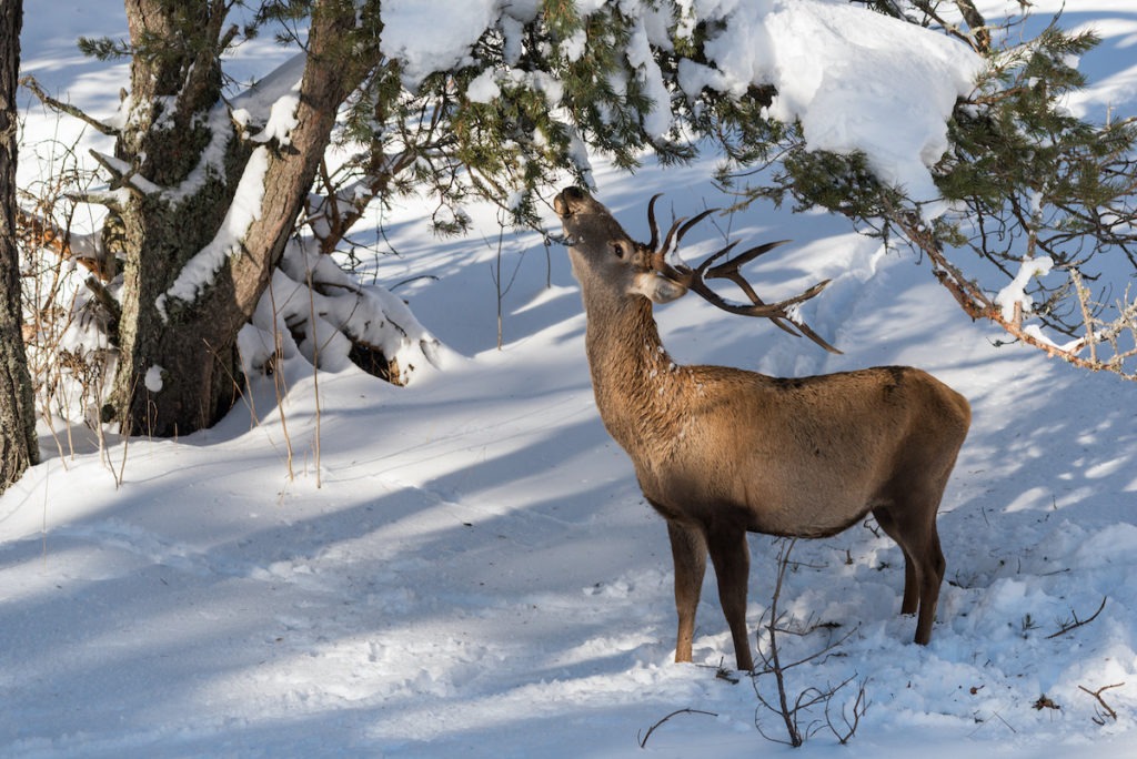 How Do Animals Survive Extreme Weather? - Farmers' Almanac - Plan Your Day. Grow Your Life. How Do Animals Survive Extreme Weather? - Farmers' Almanac - Plan Your Day. Grow Your Life.