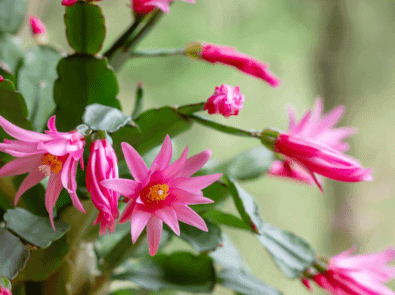 Cactus - Stock photography