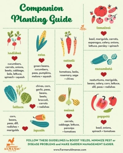 Image of Potato companion planting chart with carrots, onions, and spinach.