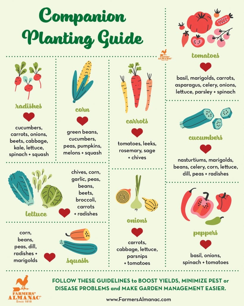 Companion Planting Guide - Farmers' Almanac