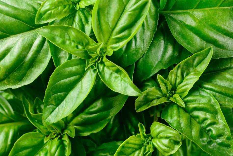 Basil - Italian cuisine