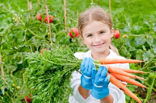 Tomatoes provide shade to carrots.