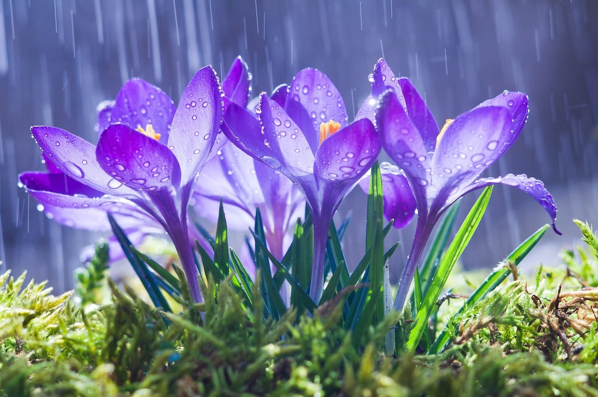 21 Spring Forecast Soggy Weather Farmers Almanac 21 Spring Forecast Soggy Weather Farmers Almanac