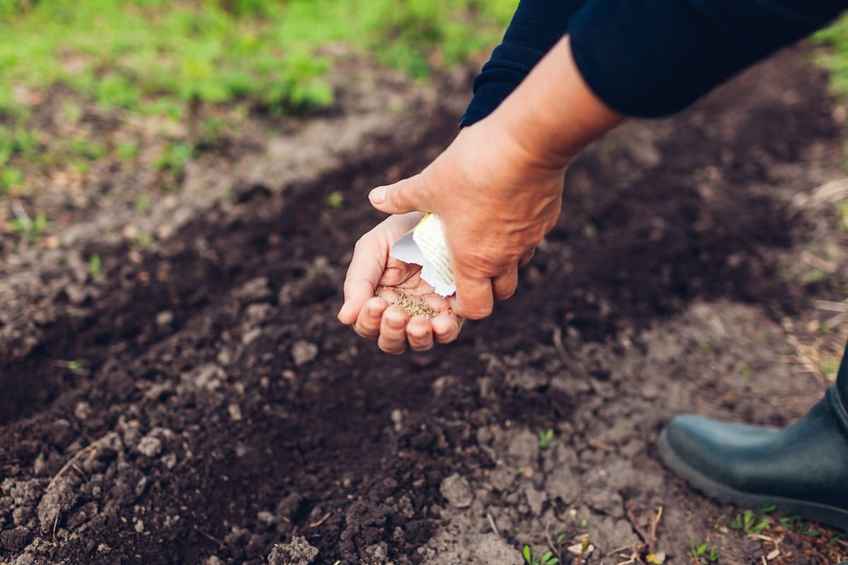 Sowing - Seed