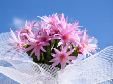 9 Popular Easter Flowers And Their Meanings featured image