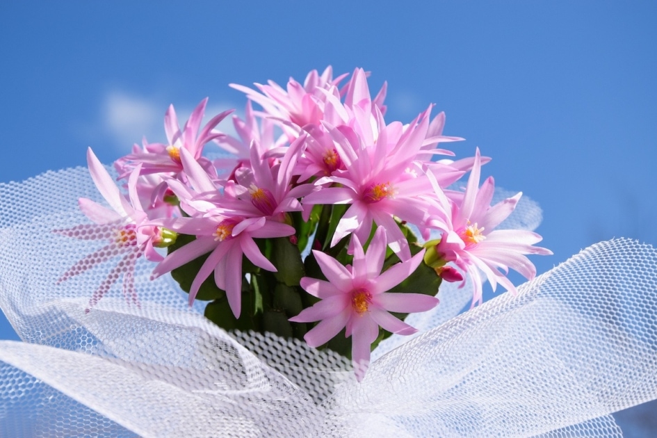 Flowering plant - Flower